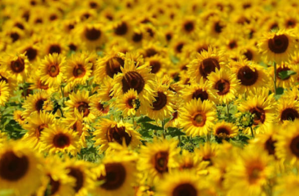 賛助会員案内バナー画像